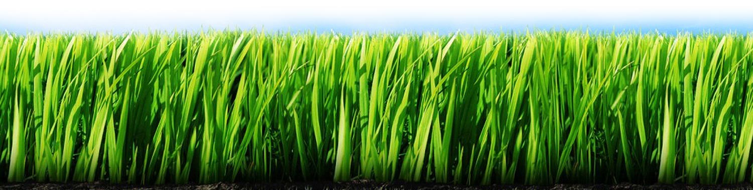 Hillside Fine Fescue – Sod and Seed, Inc.