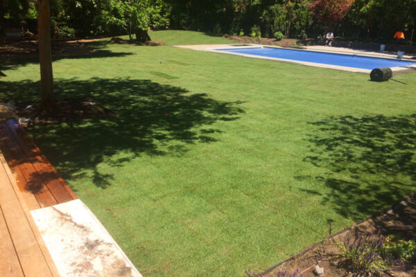 sod-gallery-lawn2